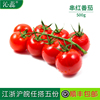 沁蕊串红小番茄 500g 新鲜串红西红柿 小番茄 串红蕃茄