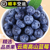 云南新鲜蓝莓现摘当季水果鲜果 125g/盒 高山蓝莓大果整箱
