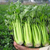 寿光蔬菜种子蔬菜进口文图拉西芹种子禾之元种业春夏秋冬种籽四季