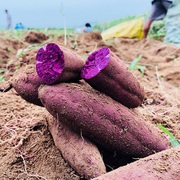 2022现挖新沂蒙山特产新鲜大紫薯地瓜农家自种紫心大紫番薯五斤装