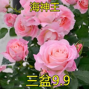 海神王月季大花微月浓香玫瑰花苗室内外阳台花卉盆栽庭院珍稀品种
