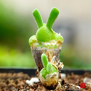 小兔子碧光环稀有奇趣多肉植物，老桩一物一拍