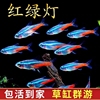 红绿灯鱼小型热带，灯科鱼活体草缸群游鱼观赏鱼，宝莲灯斑马鱼孔雀鱼
