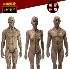 30cm中性男女通用人体肌肉