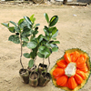 菠萝蜜苗12号红肉果树，泰国红皮品种海南嫁接干苞木菠萝果苗庭院