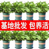 绿萝盆栽室内花卉植物吸除甲醛长藤绿植挂墙垂吊好养大叶绿箩