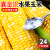 云南金银水果玉米10斤装新鲜生吃甜嫩玉米棒子粘糯苞谷蔬菜5