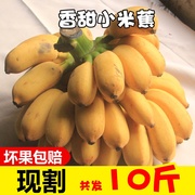 广西小米蕉香蕉新鲜10斤banana水果整箱小芭蕉皇帝苹果粉蕉5