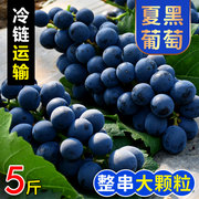 云南夏黑葡萄新鲜水果应当季无籽葡萄孕妇水果黑加仑巨峰