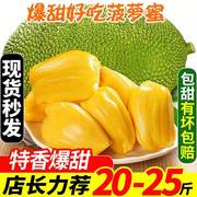海南三亚菠萝蜜新鲜水果，10-40斤应当季黄肉木波罗蜜一整个