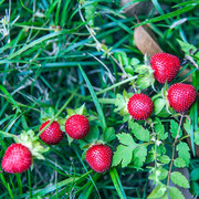 蛇莓种子红色野草莓四季易种阳台园艺花种子观果花籽花海