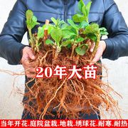 绣球花苗耐寒多年生老桩当年开花无尽夏大八仙花卉盆栽庭院植物花