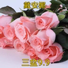 戴安娜月季玫瑰苗切花，四季粉色多头，淡香庭院阳台盆栽花卉月季