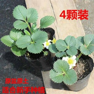 奶油草莓苗盆栽带盆带土种籽子，可食用红颜，四季结果阳台种植新苗秧