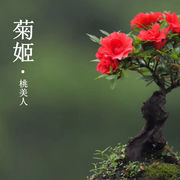 菊姬 桃美人 皋月杜鹃系列重瓣桃红色花绿植花卉盆栽室内桌面