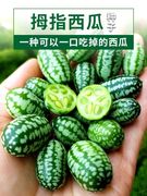 有机拇指西瓜迷你西瓜种子四季多年生阳台水果种子籽子菜苗专用