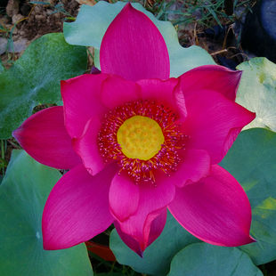 燕赵红色碗莲种裸根花卉阳台庭院，水生植物室内楼顶净化空气吸甲醛