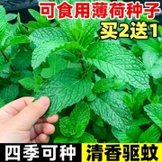 可食用薄荷种籽子盆栽猫薄荷种子阳台四季种植驱蚊虫植物花草种子