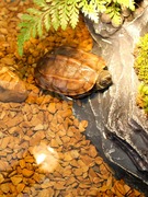 鱼缸装饰石子木纹石彩石鱼缸龟缸底砂铺底造景石造景砂小石子