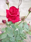 卡罗拉情人节红色玫瑰切花，花型杯状抗病好月季，花苗盆栽阳台