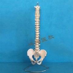 脊椎附骨盆和半腿骨股骨头人体骨骼模型可弯曲全身脊柱仿真m1 1