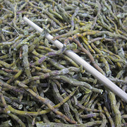 铁皮石斛芽条枫斗鲜条加工烤条 可免费磨粉