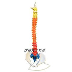 人体脊柱模型成人医学正骨练习骨骼模型颈椎腰椎脊椎骨架模型1 1p