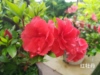 日本皋月杜鹃 鹃之舞 花瓶 红牡丹 夏鹃夏娟素材苗盆景东洋花卉