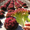 罗莎紫生菜种子紫色蔬菜生菜，种籽四季阳台，春夏季生菜种孑生吃水培