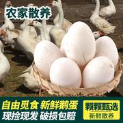 鹅蛋新鲜孕妇土鹅蛋农家散养鹅蛋孕妇特大12枚大鹅蛋