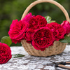 天狼月季 皇家胭脂 月季玫瑰 多季开花深红色强香灌木/切花月季