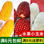 水果玉米四季生食迷你观赏草莓菠萝甜奶油白小水果，玉米种子籽孑