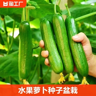 水果黄瓜种子蔬菜籽盆栽阳台种植冰糖心水果萝卜种春天开花播种