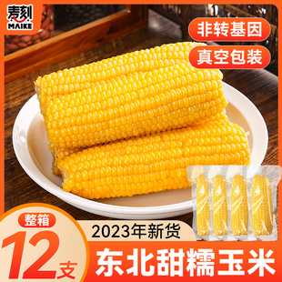 整箱12支2023年东北黏糯玉米棒黄苞米真空包装现摘新鲜玉米非即食