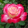 品种大花月季切花香水月季花苗 红双喜灌木玫瑰阳台盆栽多季开花
