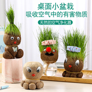 儿童植物小盆栽草头娃娃幼儿园创意观察生长绿植趣味搞笑头上长草