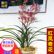 兰花奇花寒兰名贵红凤奇花，盆栽室内花卉，兰草绿植兰花苗