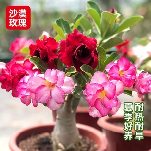 重瓣沙漠玫瑰花苗盆栽带花苞多肉植物老桩室内外绿植盆景四季开花