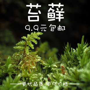 鲜活青苔苔藓微景观生态瓶，白发藓假山，盆栽迷你植物diy材料