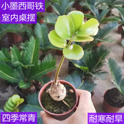 墨西哥铁树四季常青室内桌摆绿植美洲巴西铁苏铁小盆栽