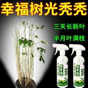 花草营养液通用幸福树专用营养液促芽促生长幸福树叶面喷施免稀释