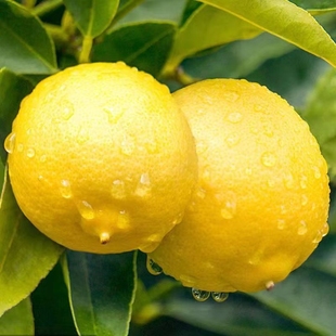 黄柠檬(黄柠檬)新鲜水果安岳柠檬，重庆潼南柠檬123级果皮薄多汁大小都有