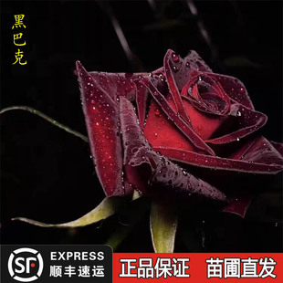 黑巴克切花玫瑰深紫红色大花月季花苗金丝绒质感盆栽庭院阳台