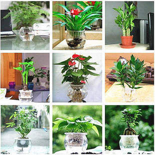 24种水培绿萝发财树，文竹吊兰盆栽，花卉绿植植物