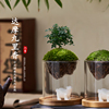 达摩九里香苔藓微景观，迷你趣味办公室内桌面，创意玻璃小绿植物盆栽