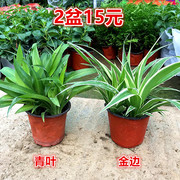 吊兰室内垂吊植物金边金鱼吊篮吸甲醛客厅书房绿植花卉净化空气