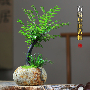 小叶紫檀盆栽天然原石头花盆客厅植物创意桌面室内黑骨檀迷你盆景