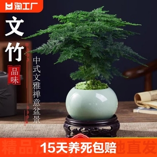 文竹盆栽植物室内花卉盆景客厅办公室桌面小绿植好养云竹四季常青