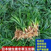 细叶麦冬玉龙草庭院绿化植物四季矮麦冬草沿阶草耐寒苗中叶麦冬草