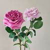仿真花法式白紫色(白紫色，)奥斯汀玫瑰，高品质手感保湿玫瑰拍摄花束大朵